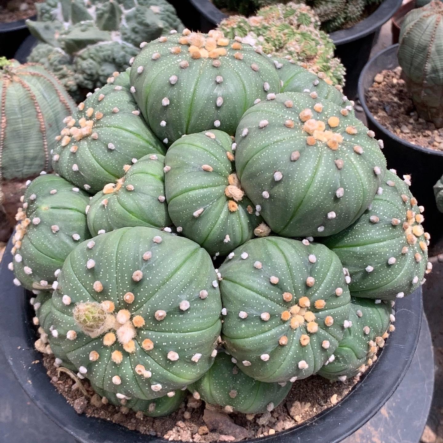 4-15cm  Astrophytum asterias （Multi head）