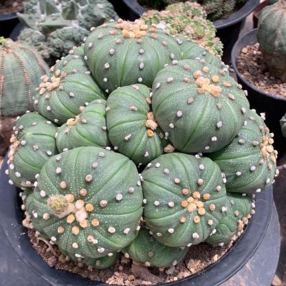 4-15cm  Astrophytum asterias （Multi head）