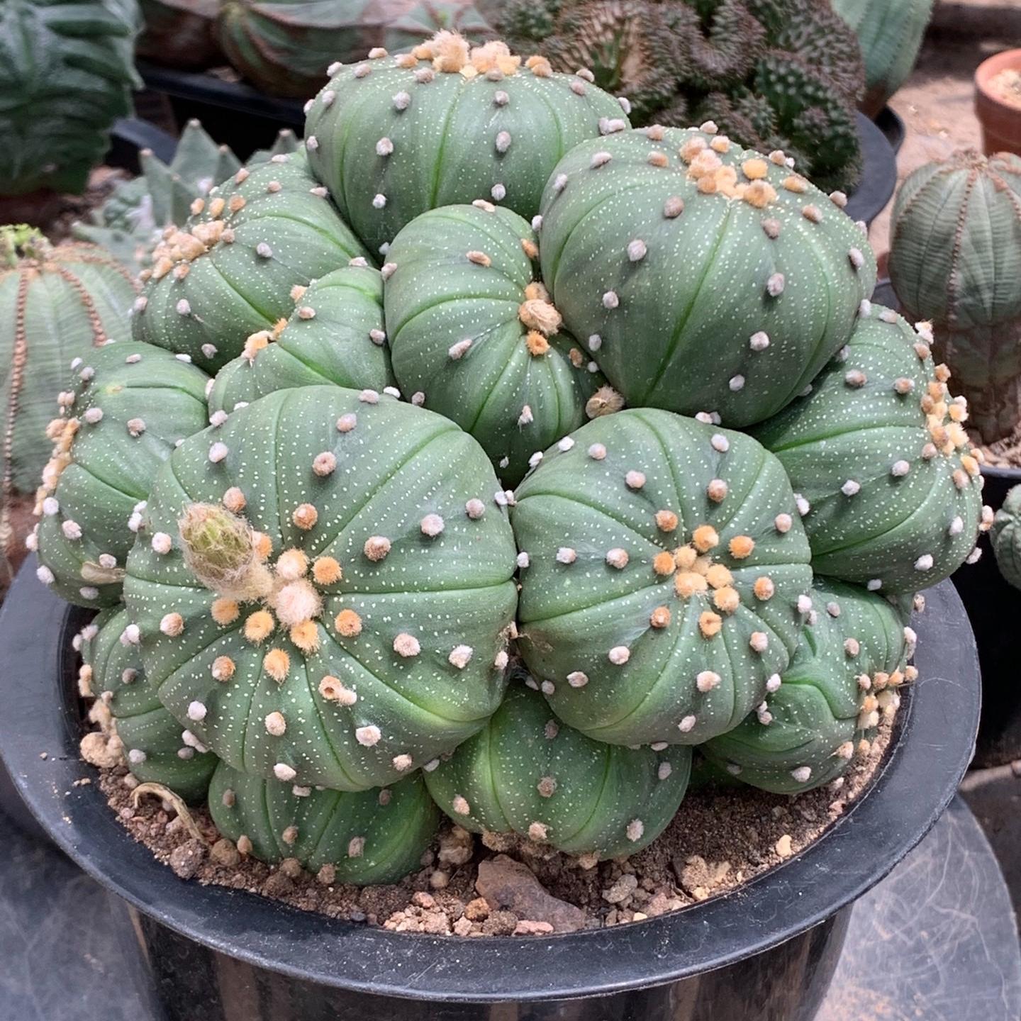 4-15cm  Astrophytum asterias （Multi head）