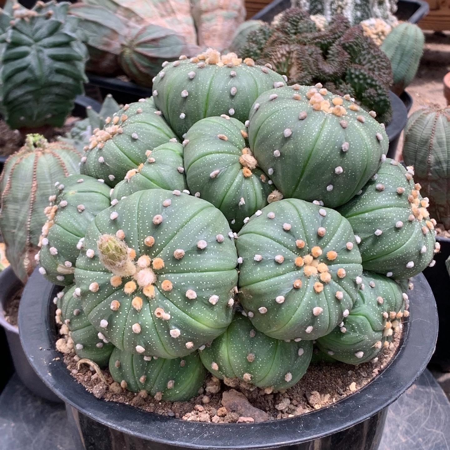 4-15cm  Astrophytum asterias （Multi head）