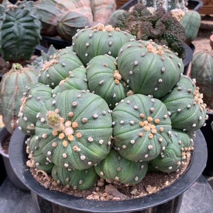 4-15cm  Astrophytum asterias （Multi head）