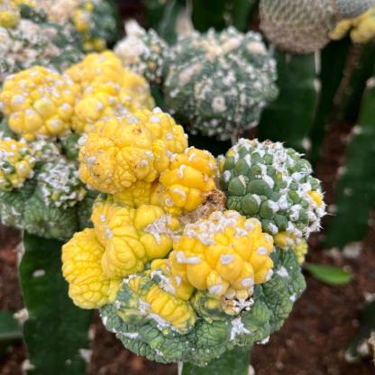 7-9cm Astrophytum asterias  variegated（rootless）
