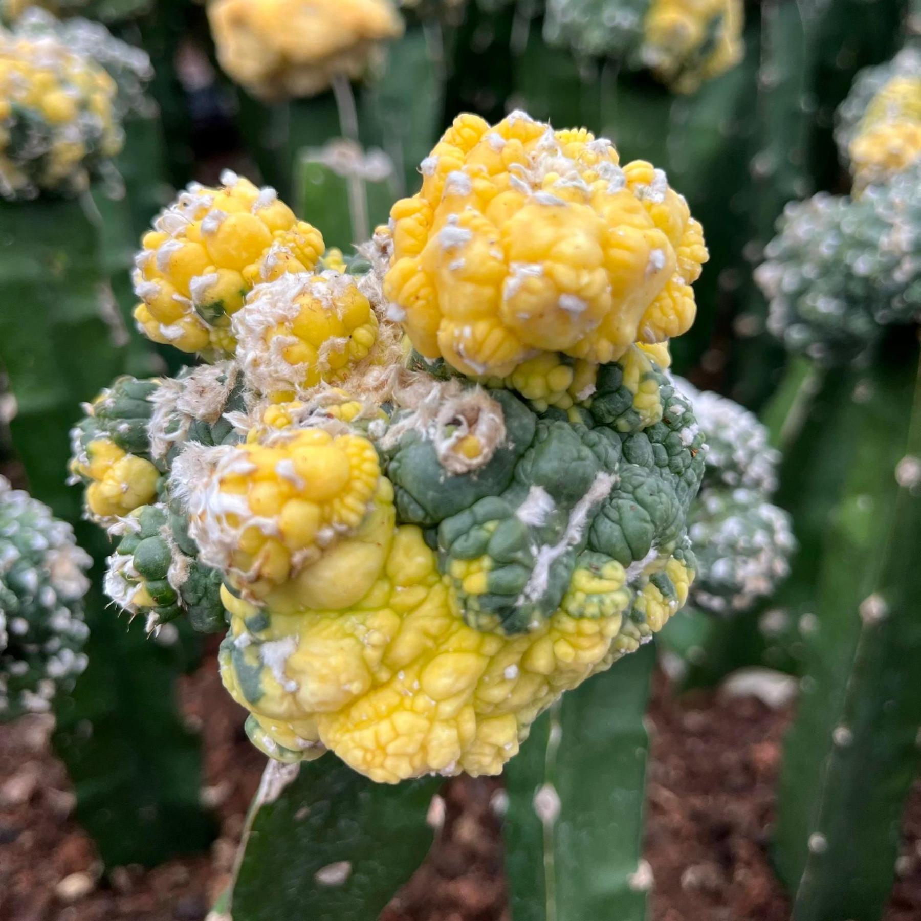 7-9cm Astrophytum asterias  variegated（rootless）