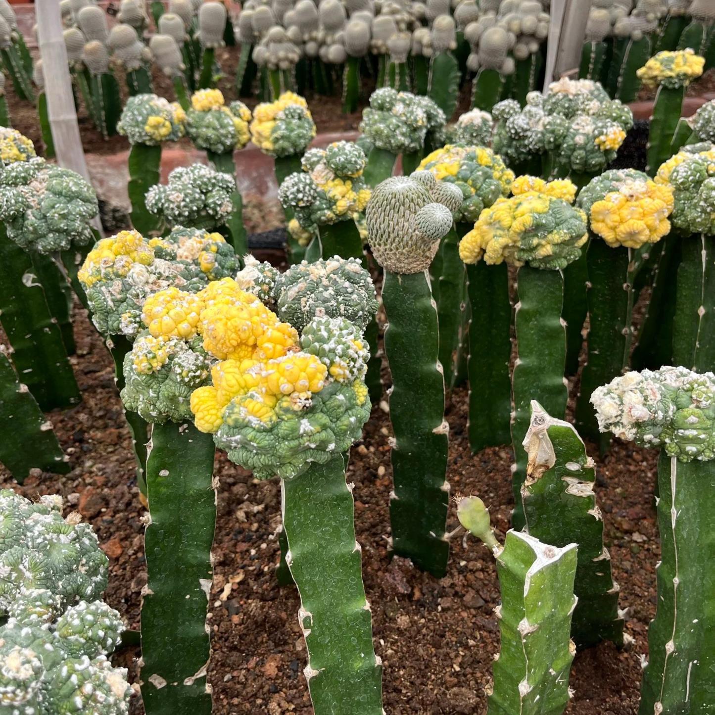 7-9cm Astrophytum asterias  variegated（rootless）