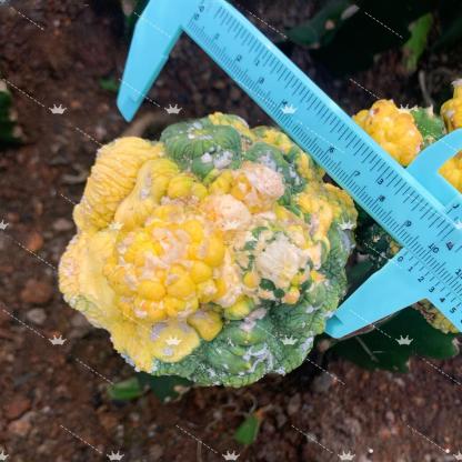 7-9cm Astrophytum asterias  variegated（rootless）