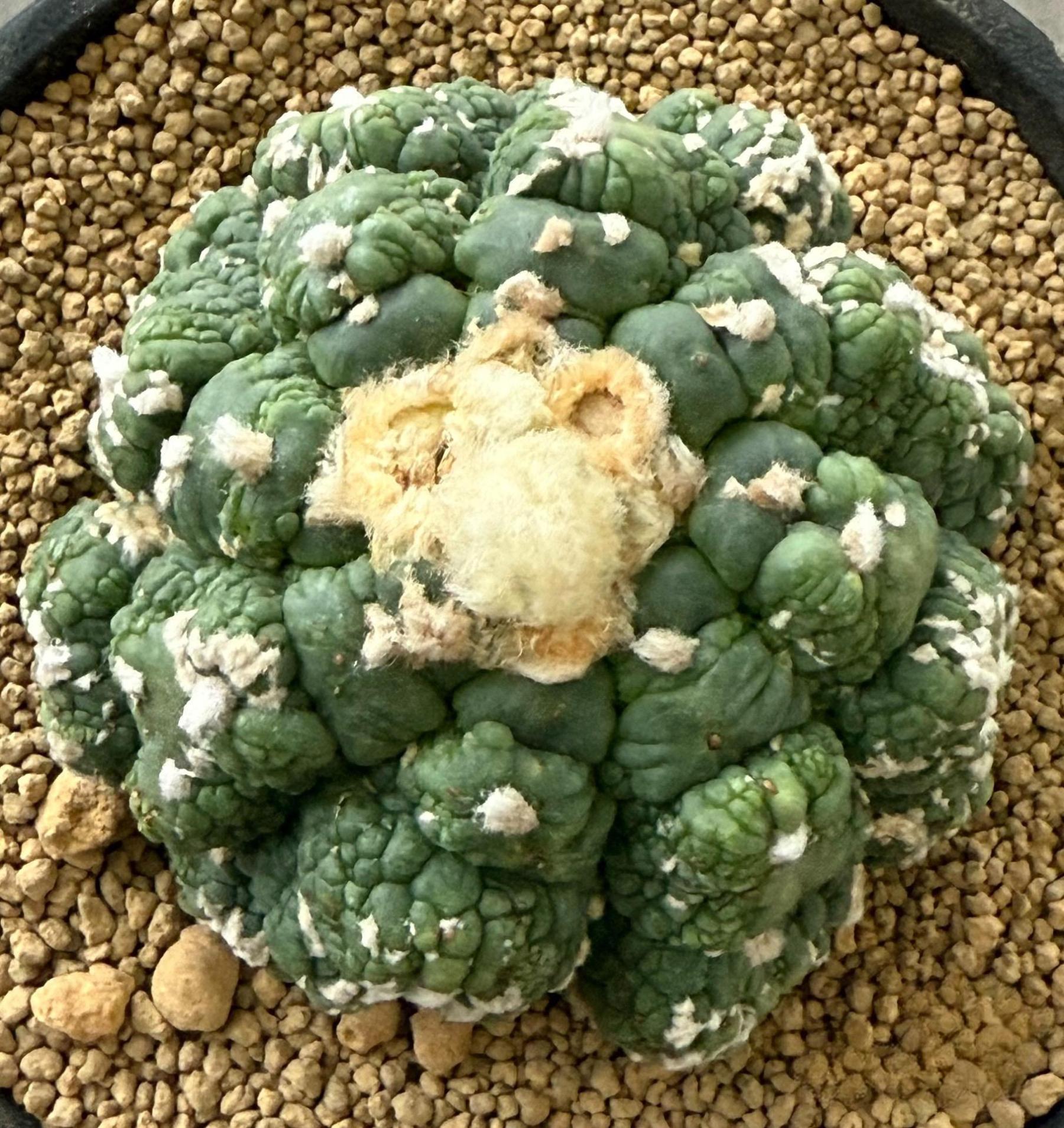 7-9cm Astrophytum asterias  variegated（rootless）
