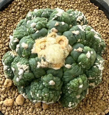 7-9cm Astrophytum asterias  variegated（rootless）