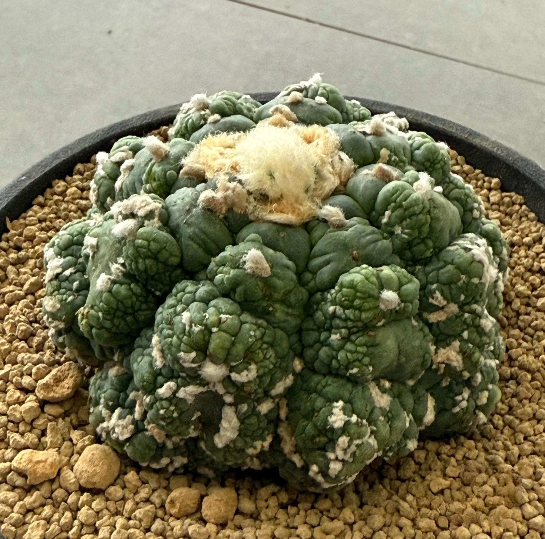 7-9cm Astrophytum asterias variegated（rootless）