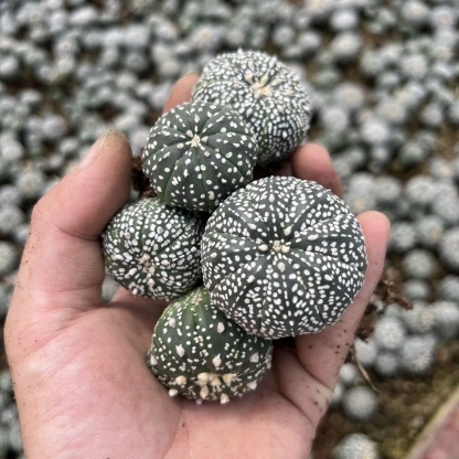 2-5cm Astrophytum asterias - lohas （(A small number of white dots and lines)）