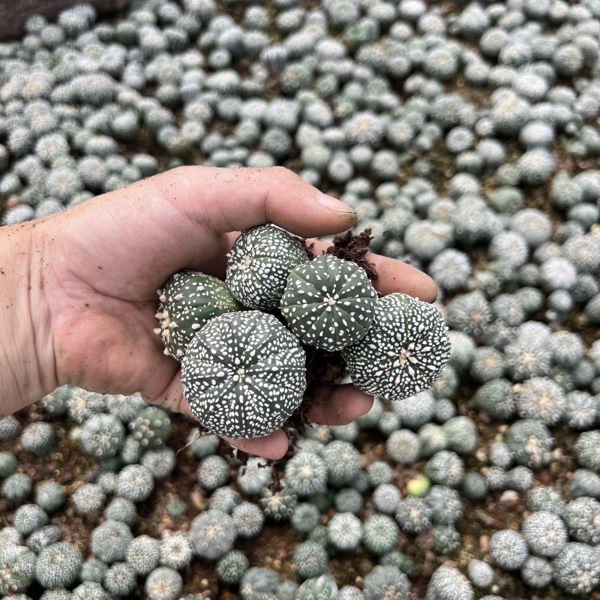 2-5cm Astrophytum asterias - lohas （(A small number of white dots and lines)）