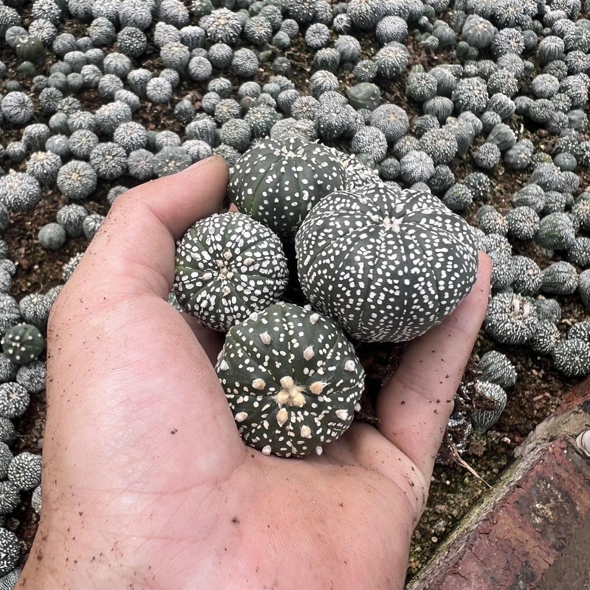 2-5cm Astrophytum asterias - lohas （(A small number of white dots and lines)）