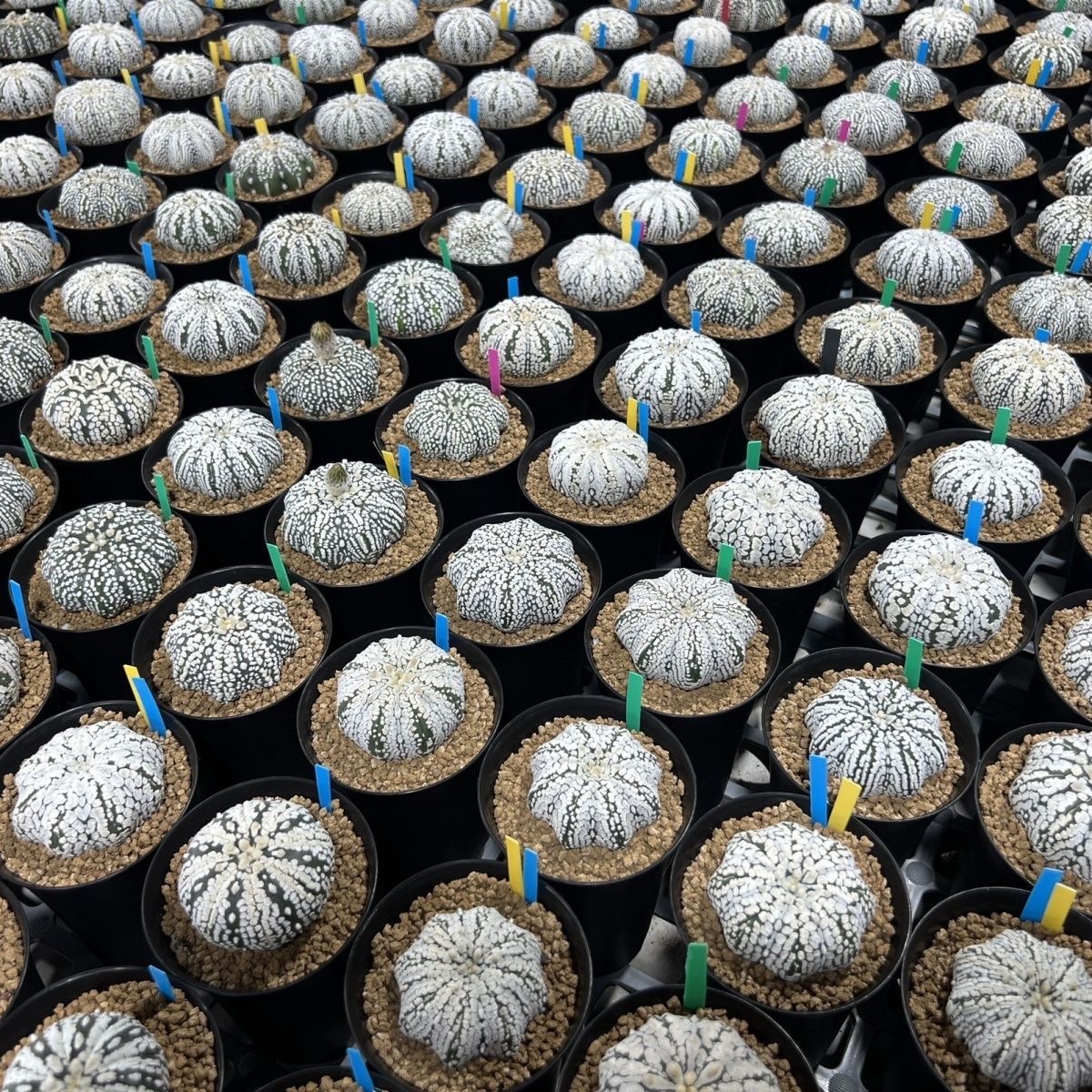 2-5cm Astrophytum asterias - lohas （(A small number of white dots and lines)）