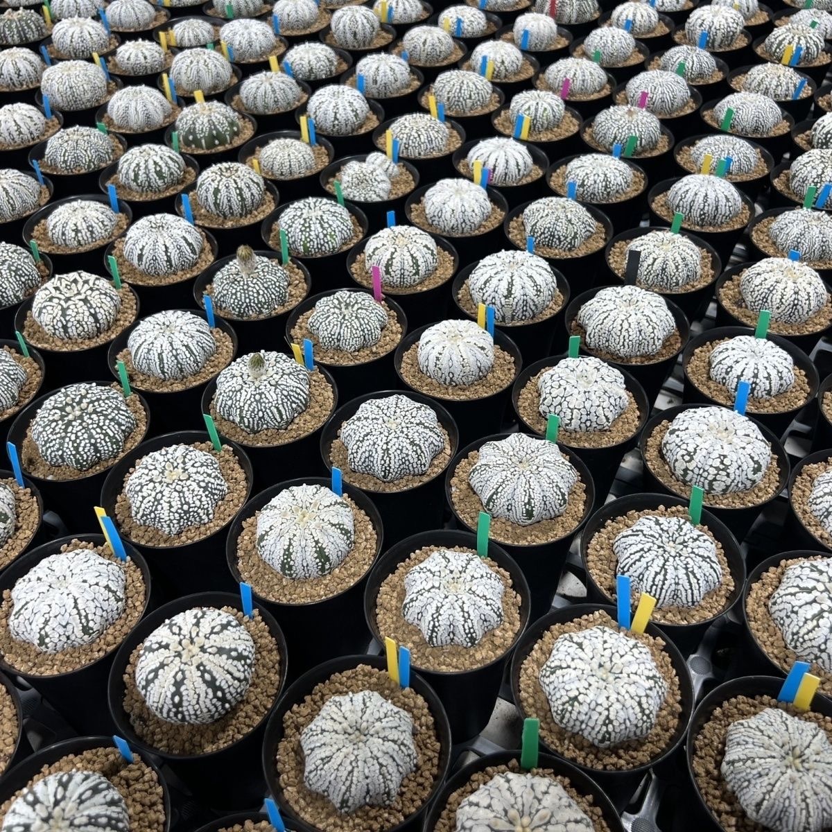 2-5cm Astrophytum asterias - lohas （(A small number of white dots and lines)）