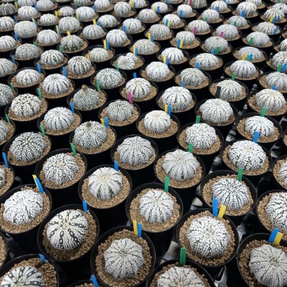 2-5cm Astrophytum asterias - lohas （(A small number of white dots and lines)）