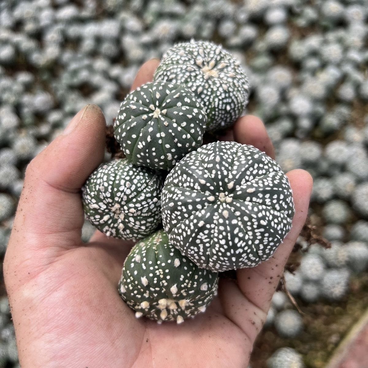 2-5cm Astrophytum asterias - lohas （(A small number of white dots and lines)）