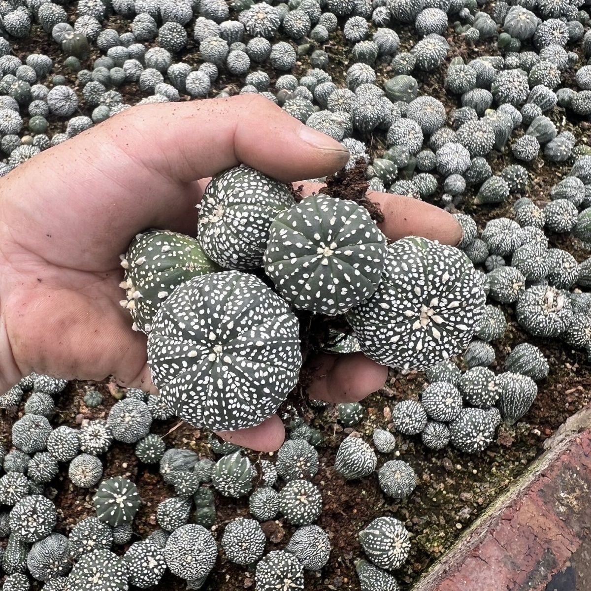 2-5cm Astrophytum asterias - lohas （(A small number of white dots and lines)）