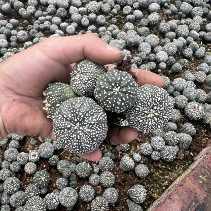 2-5cm Astrophytum asterias - lohas （(A small number of white dots and lines)）