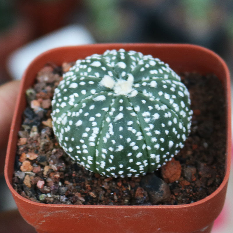 2-5cm Astrophytum asterias - lohas （(A small number of white dots and lines)）