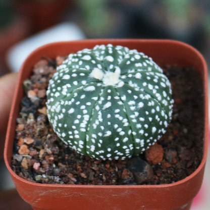 2-5cm Astrophytum asterias - lohas （(A small number of white dots and lines)）