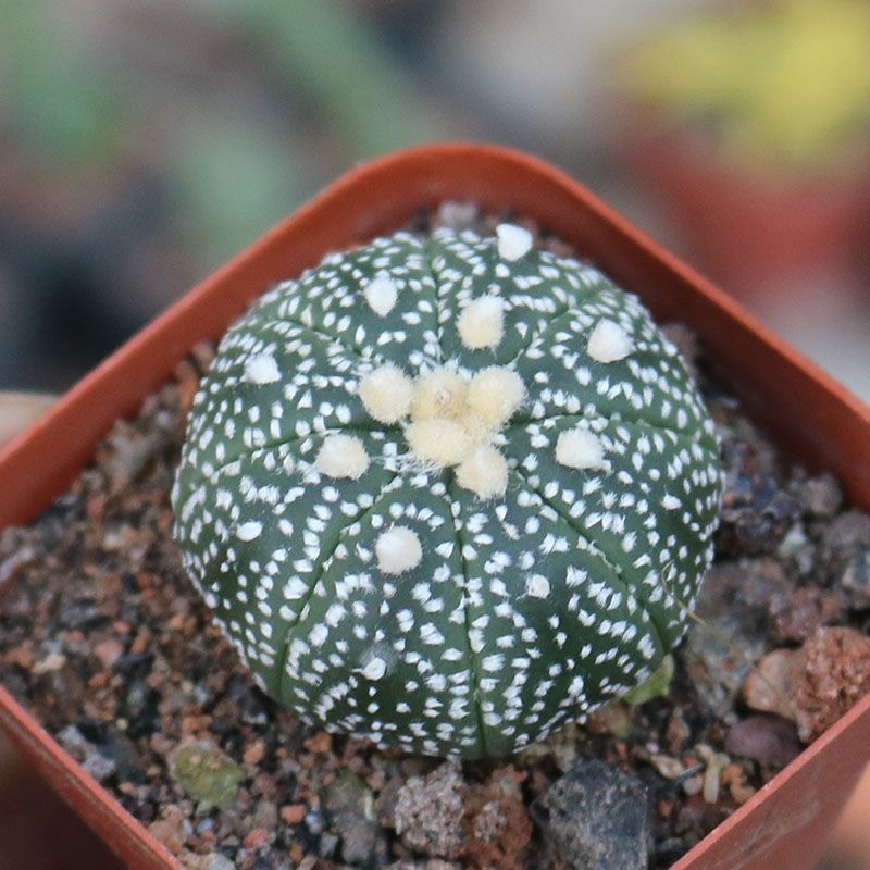 2-5cm Astrophytum asterias - lohas （(A small number of white dots and lines)）