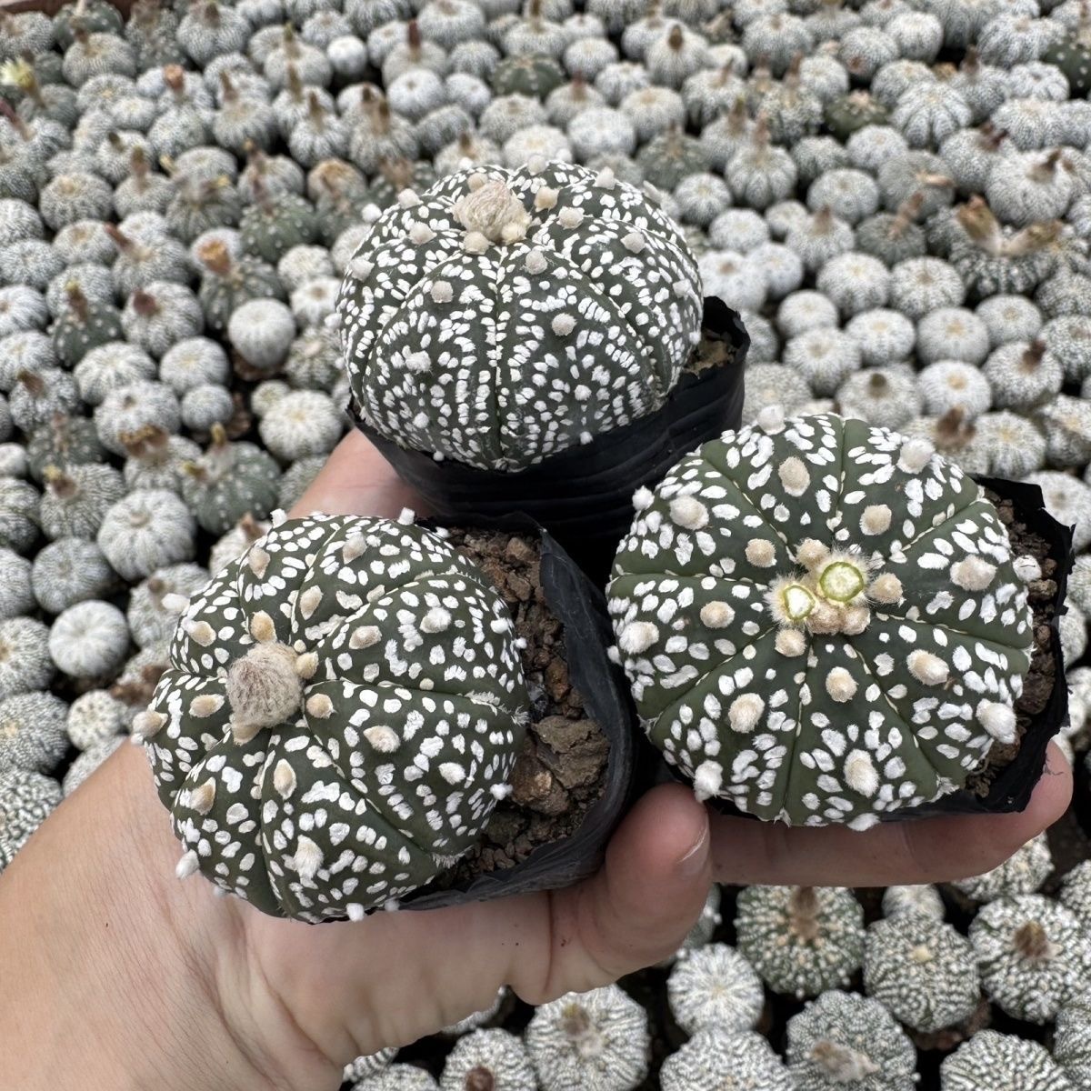 2-5cm Astrophytum asterias - lohas （(A small number of white dots and lines)）