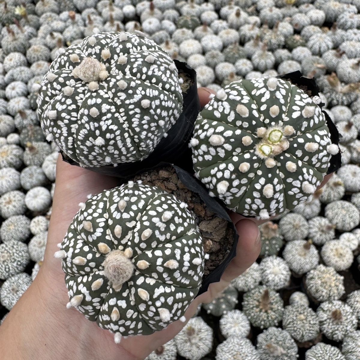 2-5cm Astrophytum asterias - lohas （(A small number of white dots and lines)）