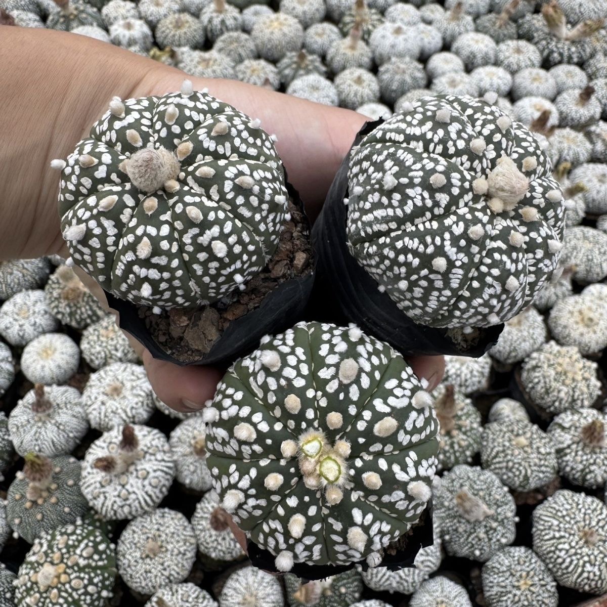 2-5cm Astrophytum asterias - lohas （(A small number of white dots and lines)）