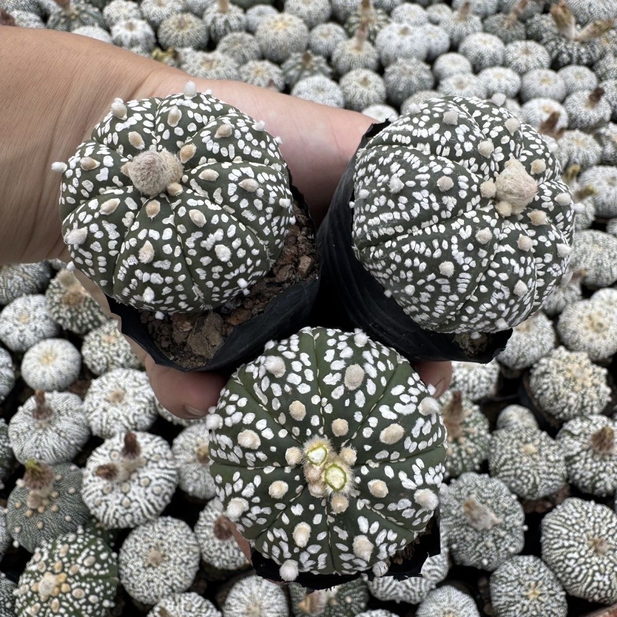 2-5cm Astrophytum asterias - lohas （(A small number of white dots and lines)）