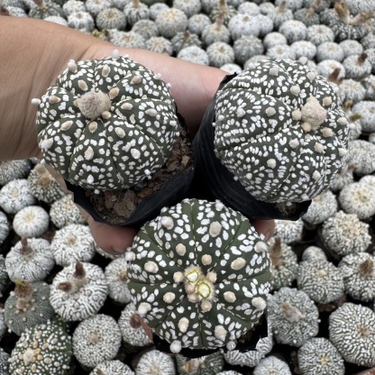 2-5cm Astrophytum asterias - lohas （(A small number of white dots and lines)）