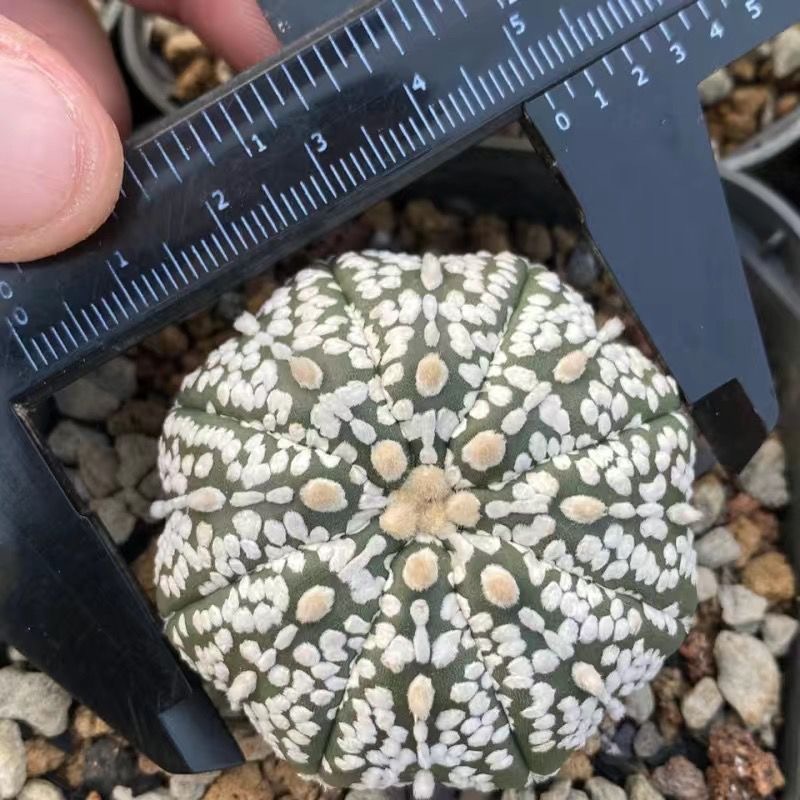 3-5cm Astrophytum asterias 'V-Type' （(Most of the white dots, lines, and V)）