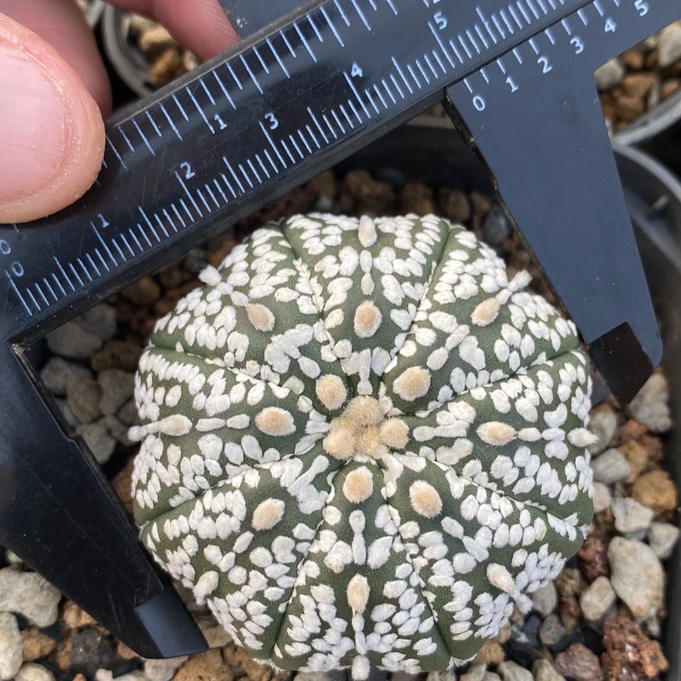 3-4cm Astrophytum asterias - lohas （Without V） (Most of the white dots and lines)