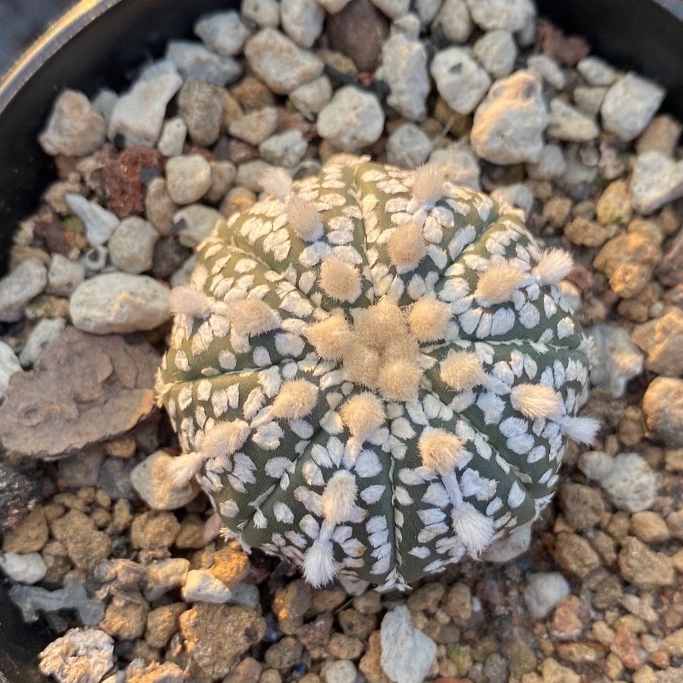 3-4cm Astrophytum asterias - lohas （Without V） (Most of the white dots and lines)