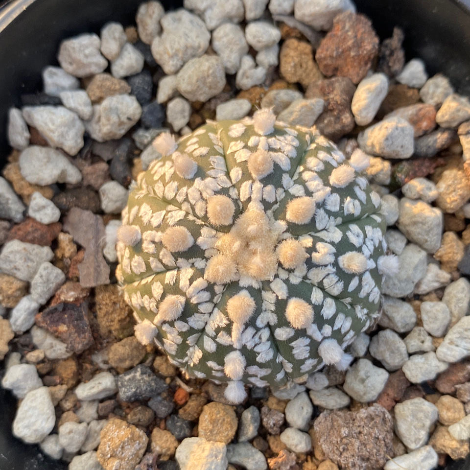 3-4cm Astrophytum asterias - lohas （Without V） (Most of the white dots and lines)