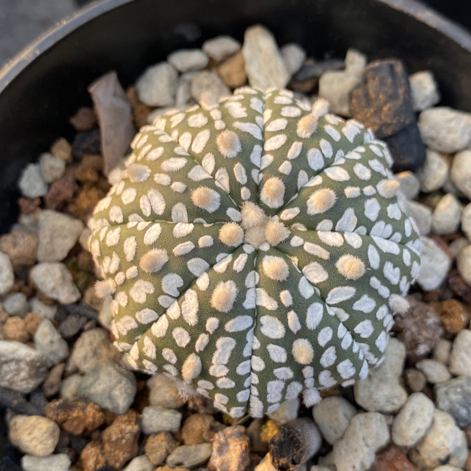 3-4cm Astrophytum asterias - lohas （Without V） (Most of the white dots and lines)