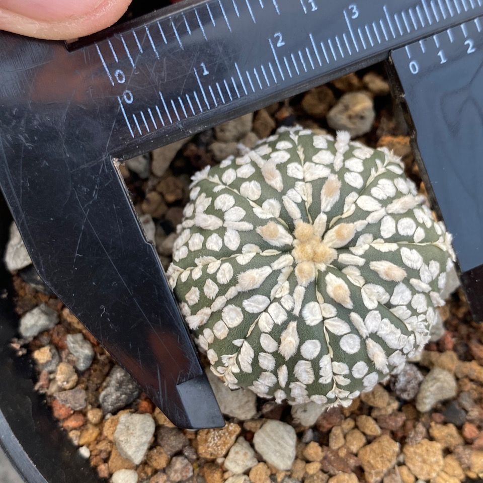 3-4cm Astrophytum asterias - lohas （Without V） (Most of the white dots and lines)