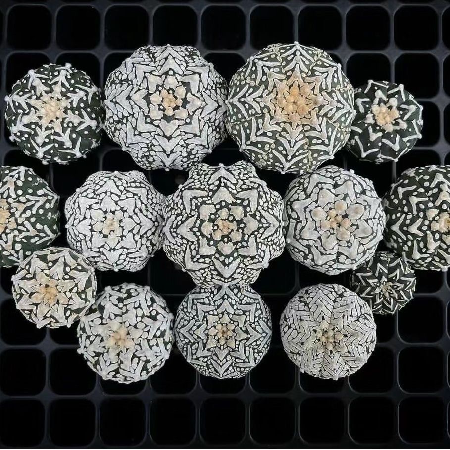 3-5cm Astrophytum asterias 'V-Type' （(Most of the white dots, lines, and V)）