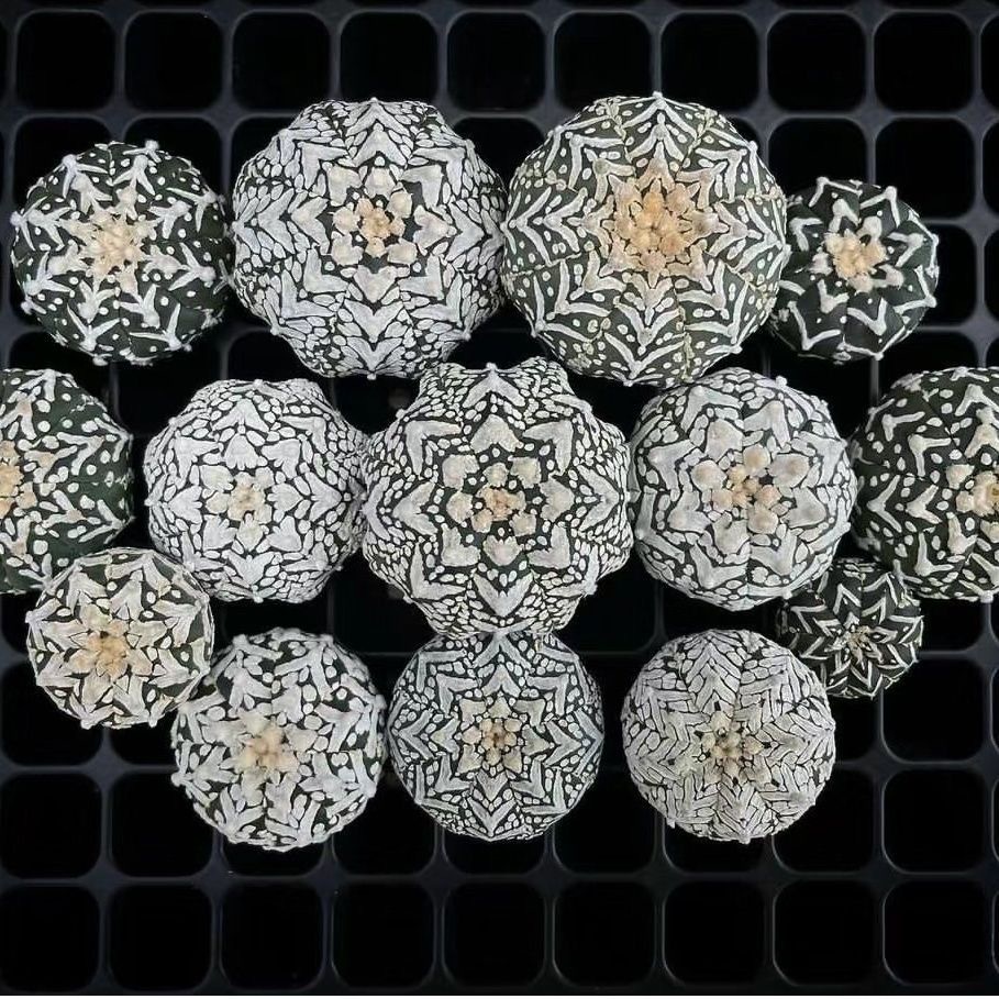 3-5cm Astrophytum asterias 'V-Type' （(Most of the white dots, lines, and V)）