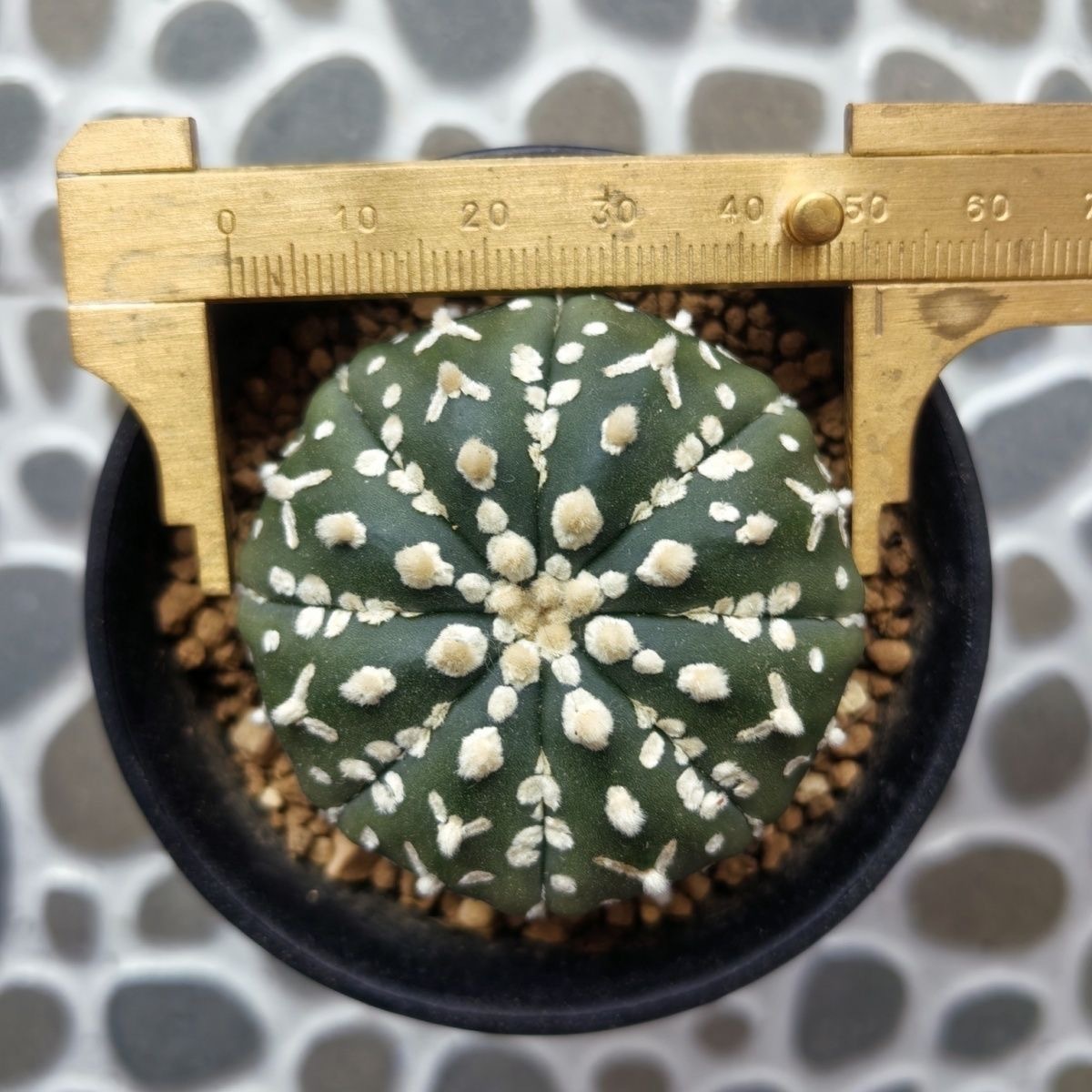 3-5cm Astrophytum asterias 'V-Type' （(Most of the white dots, lines, and V)）