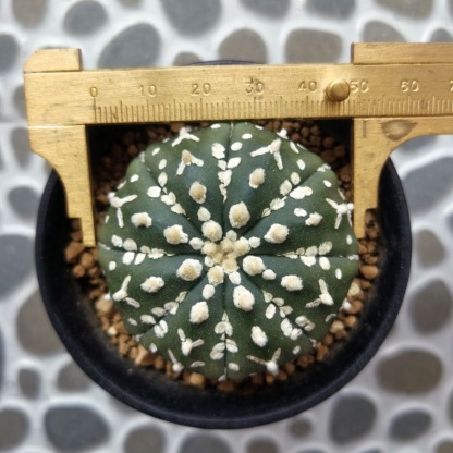 3-5cm Astrophytum asterias 'V-Type' （(Most of the white dots, lines, and V)）