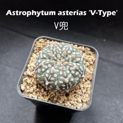 3-5cm Astrophytum asterias 'V-Type' （(Most of the white dots, lines, and V)）