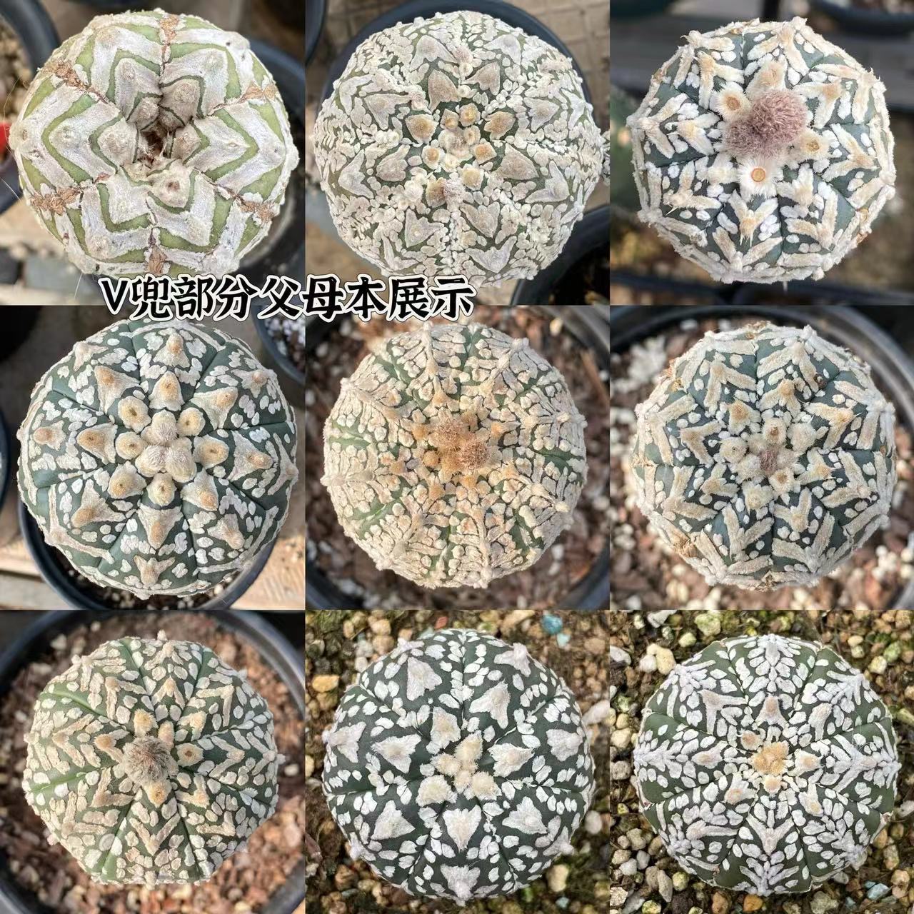 3-5cm Astrophytum asterias 'V-Type' （(Most of the white dots, lines, and V)）