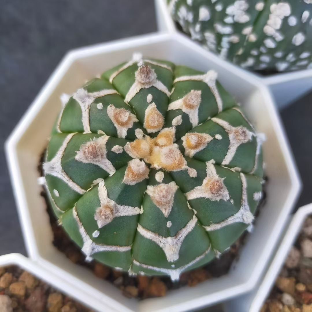 3-5cm Astrophytum asterias 'V-Type' （(Most of the white dots, lines, and V)）