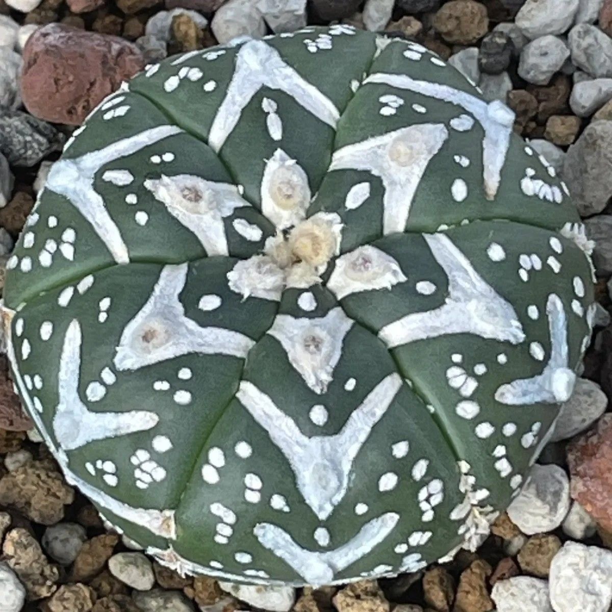 3-5cm Astrophytum asterias 'V-Type' （(Most of the white dots, lines, and V)）