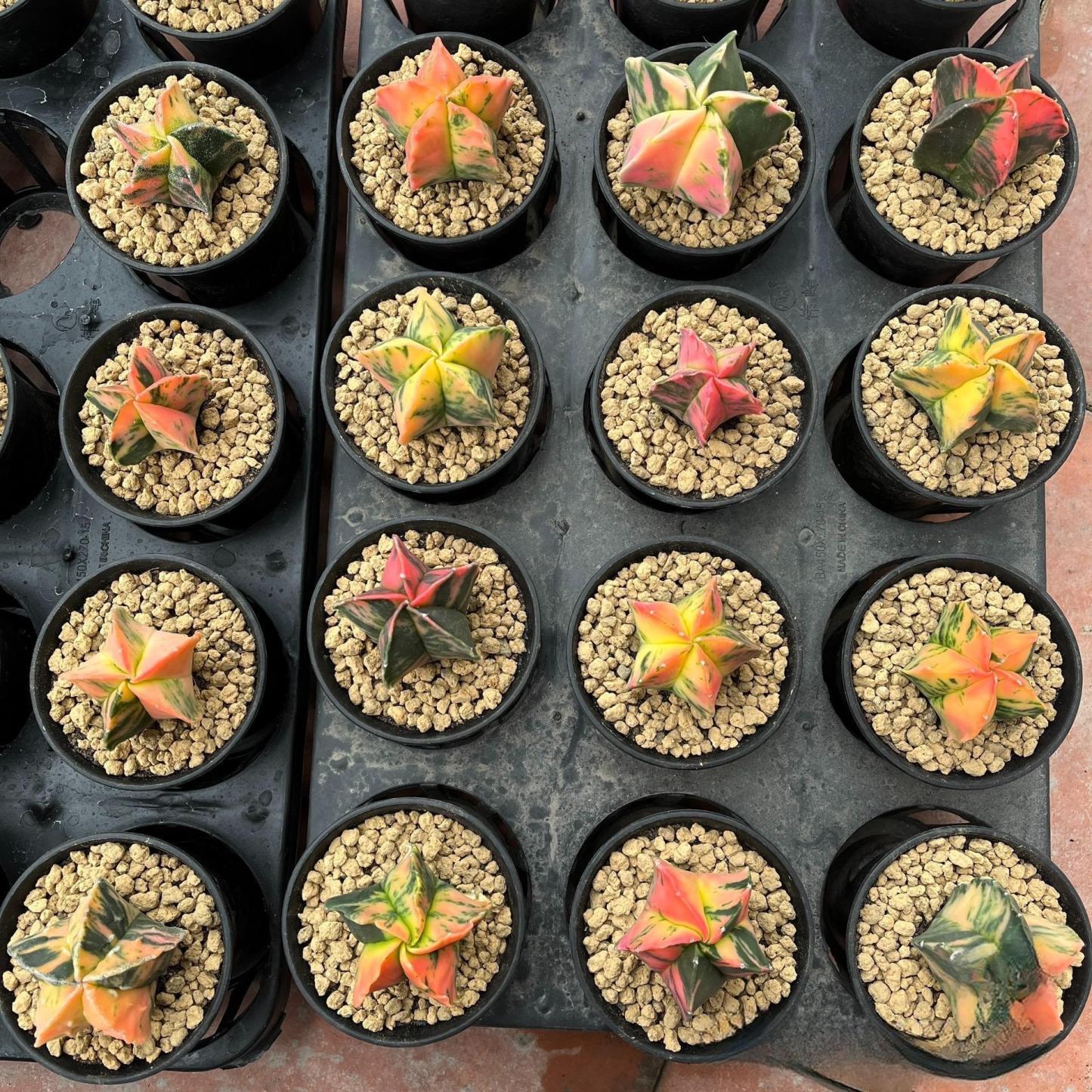 2-3cm Astrophytum myriostigma （variegated）