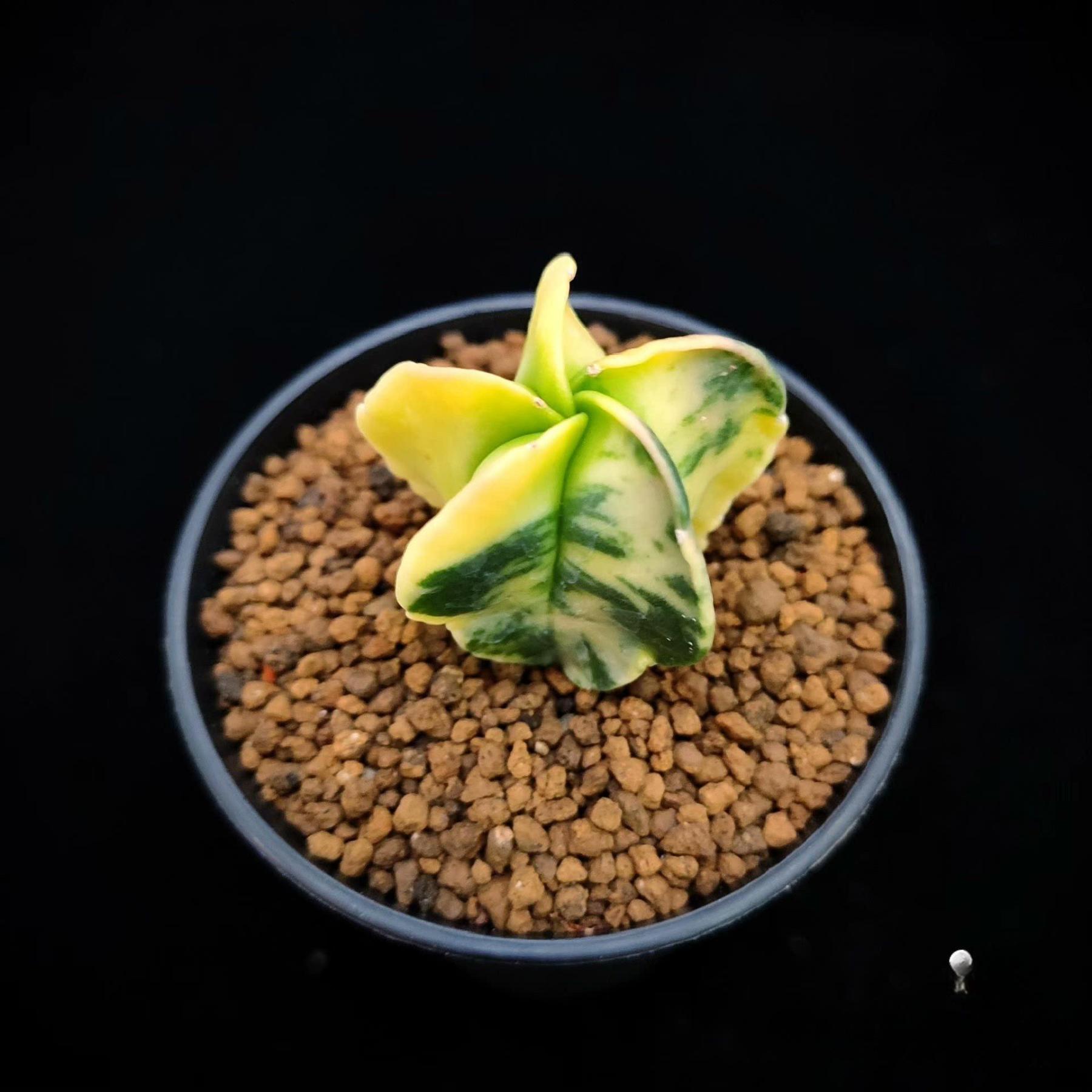 2-3cm Astrophytum myriostigma （variegated）