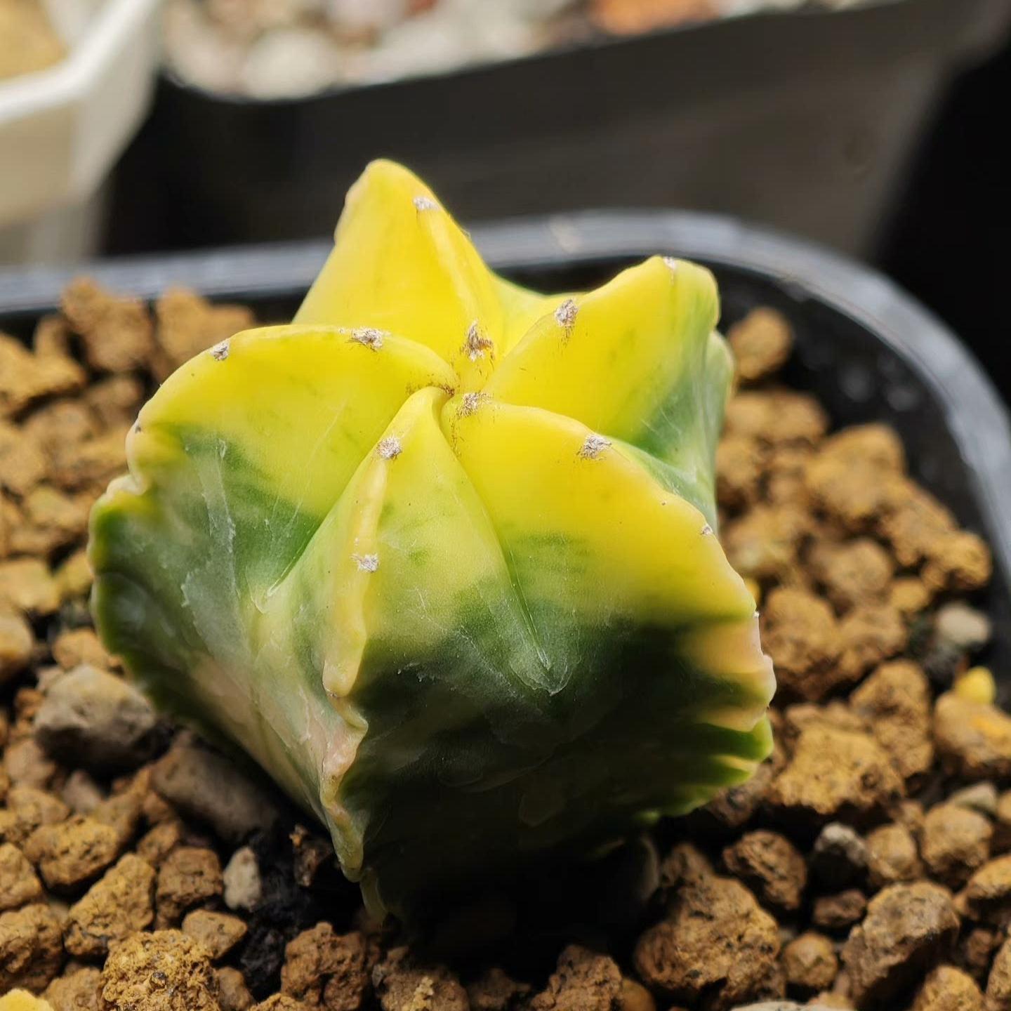 2-3cm Astrophytum myriostigma （variegated）