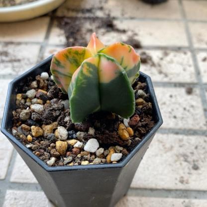 2-3cm Astrophytum myriostigma （variegated）