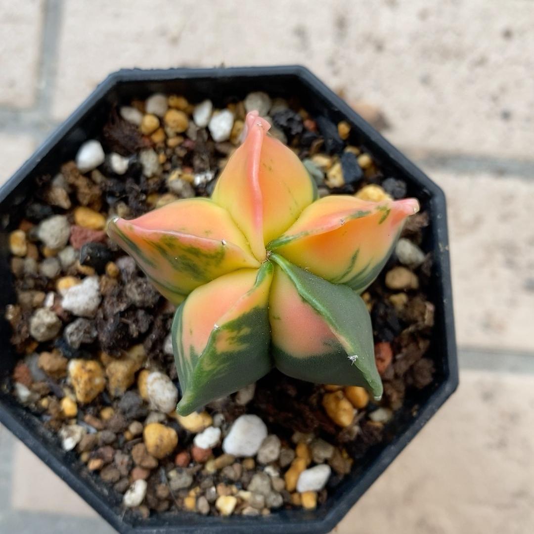 2-3cm Astrophytum myriostigma （variegated）