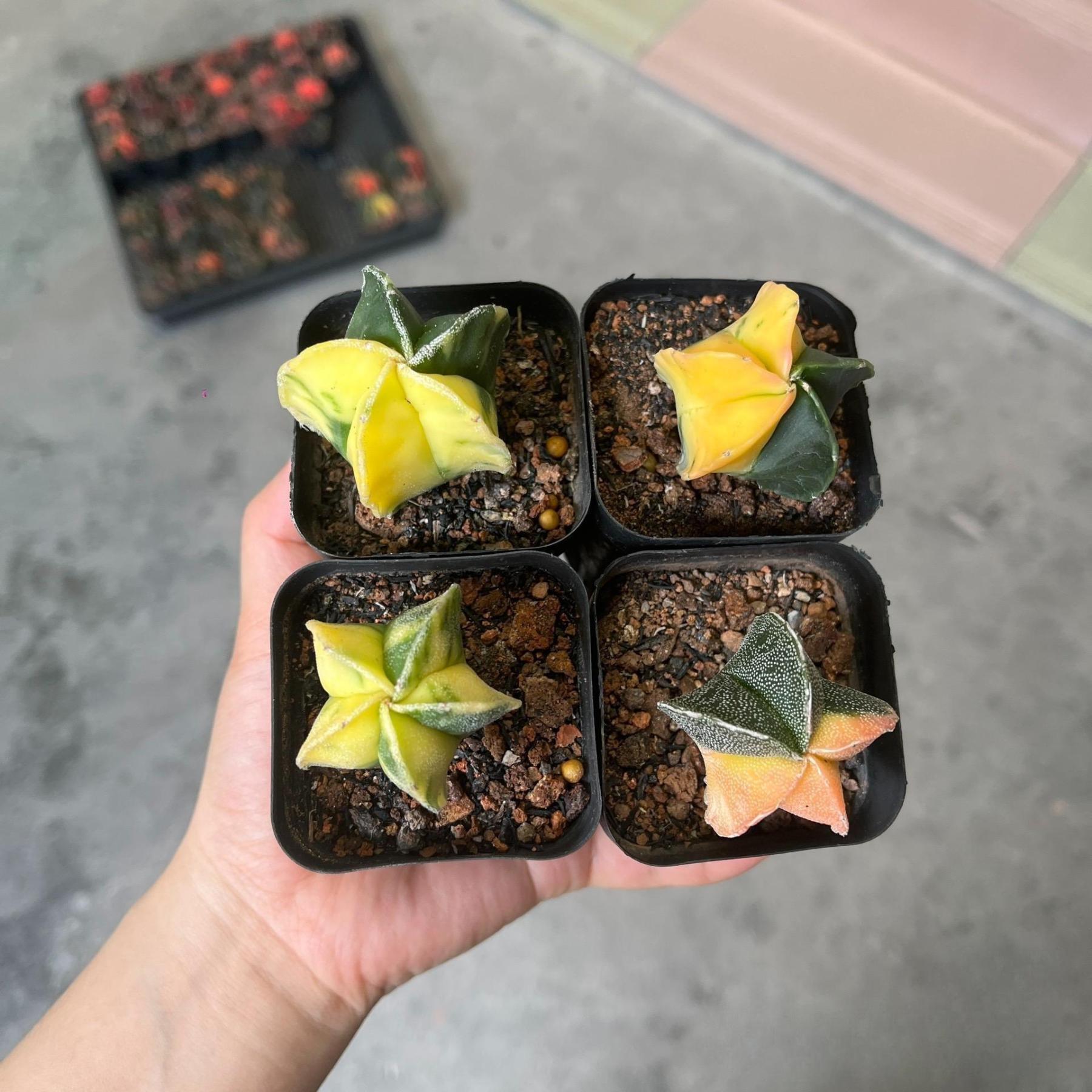 2-3cm Astrophytum myriostigma （variegated）