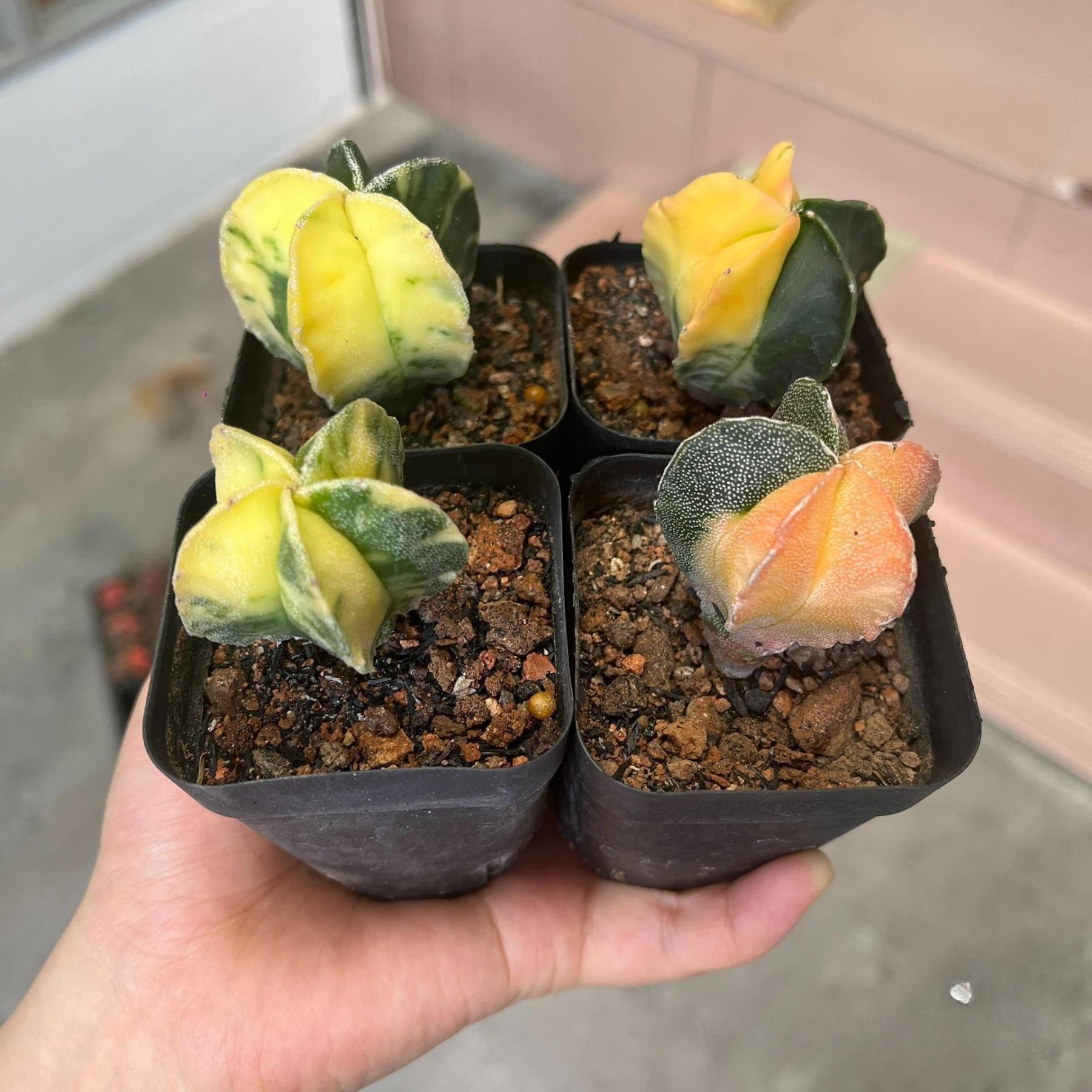 2-3cm Astrophytum myriostigma （variegated）
